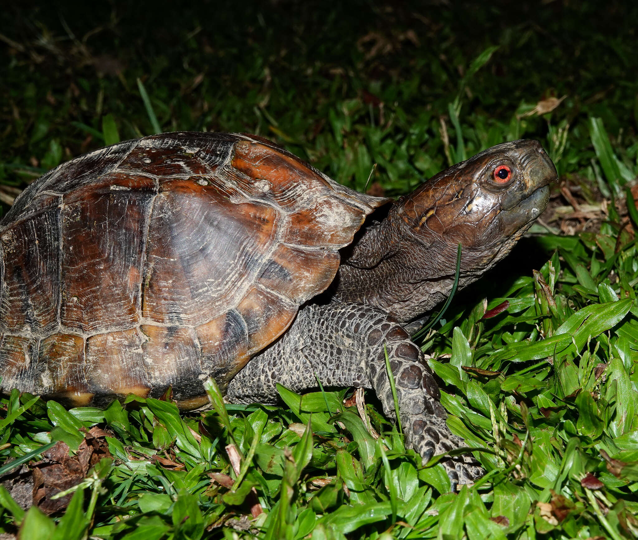 Image of Keeled box turtle