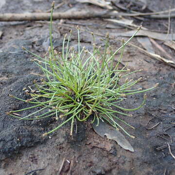 Image of Eleocharis minuta Boeckeler