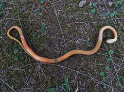 Image of Godman's Graceful Brown Snake