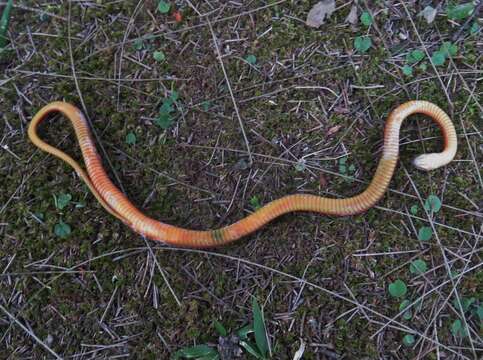 Image of Godman's Graceful Brown Snake