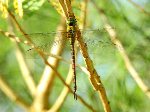 Image of Blue-faced Darner