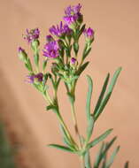 Ruschia suaveolens L. Bol. resmi