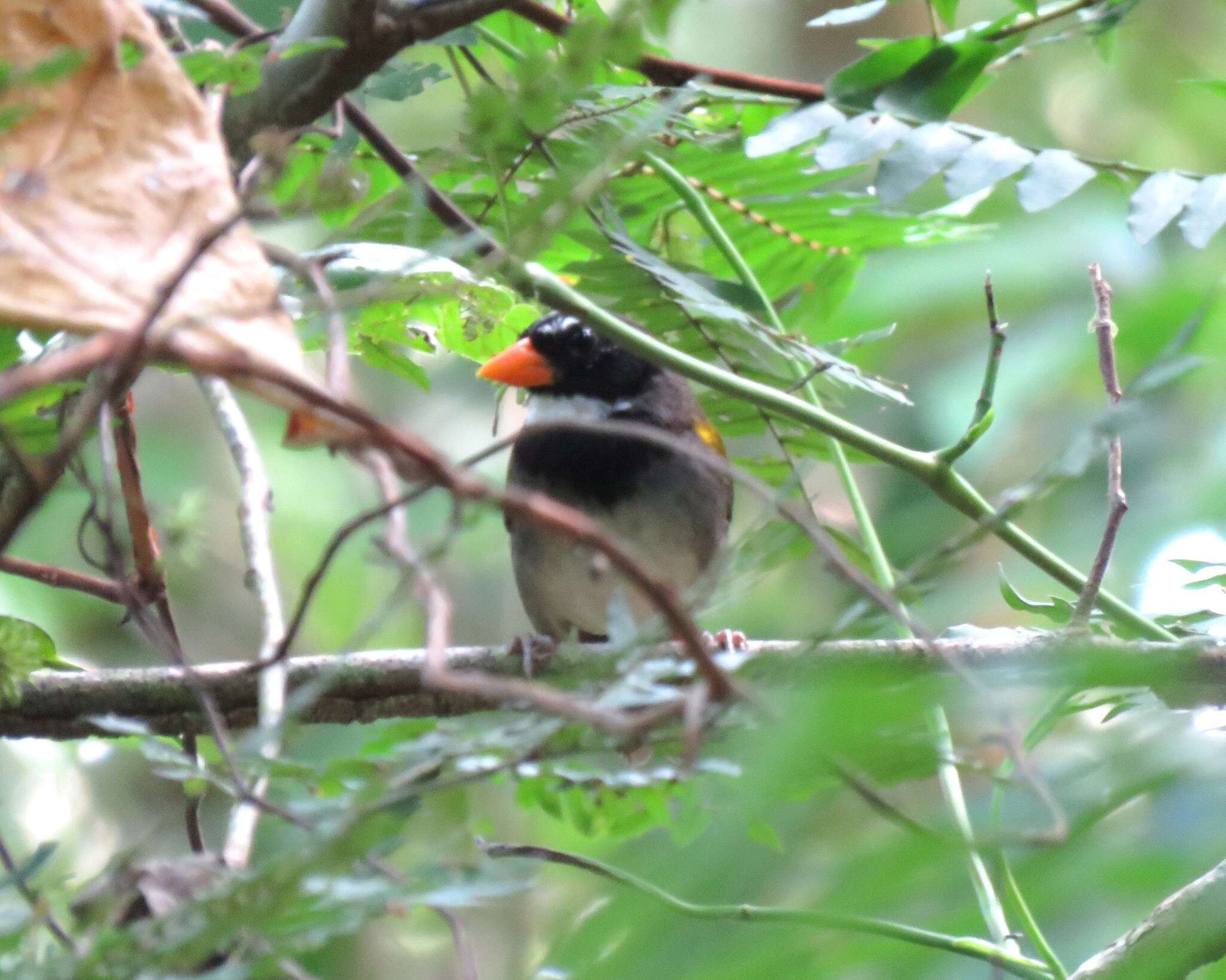 Image of Orange-billed Sparrow