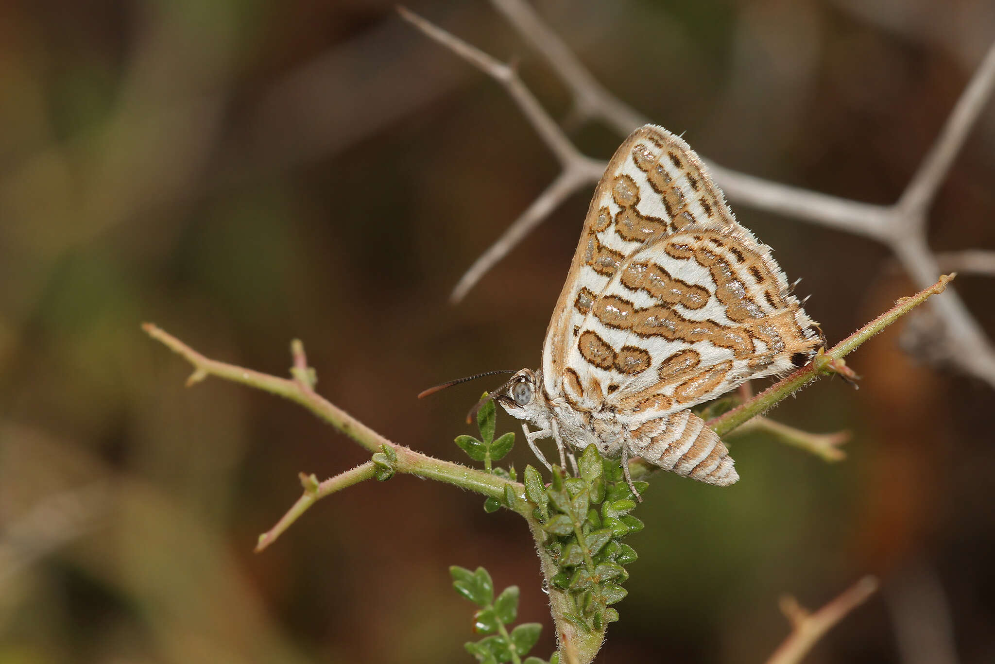 Sivun Cigaritis acamas (Klug 1834) kuva