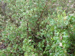 Image of Grevillea dilatata (R. Br.) Downing