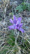 Image of Iris tigridia Bunge ex Ledeb.