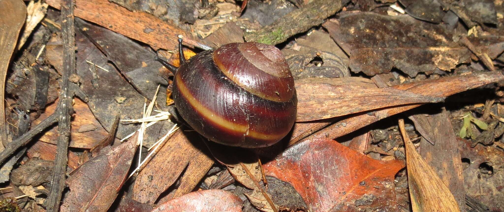 Image of Gnarosophia bellendenkerensis (Brazier 1875)