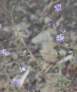 Plancia ëd Lessingia leptoclada A. Gray