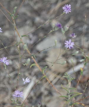 Plancia ëd Lessingia leptoclada A. Gray