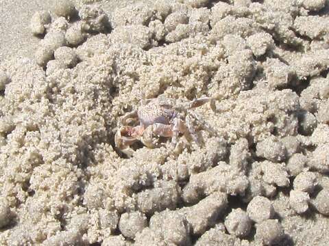 Image of Sand Bubbler