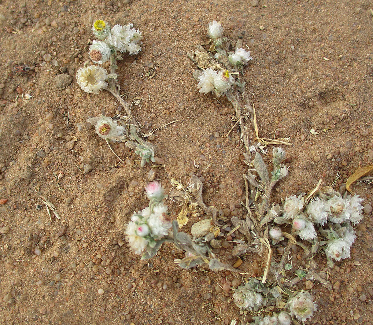 Image de Helichrysum argyrosphaerum DC.