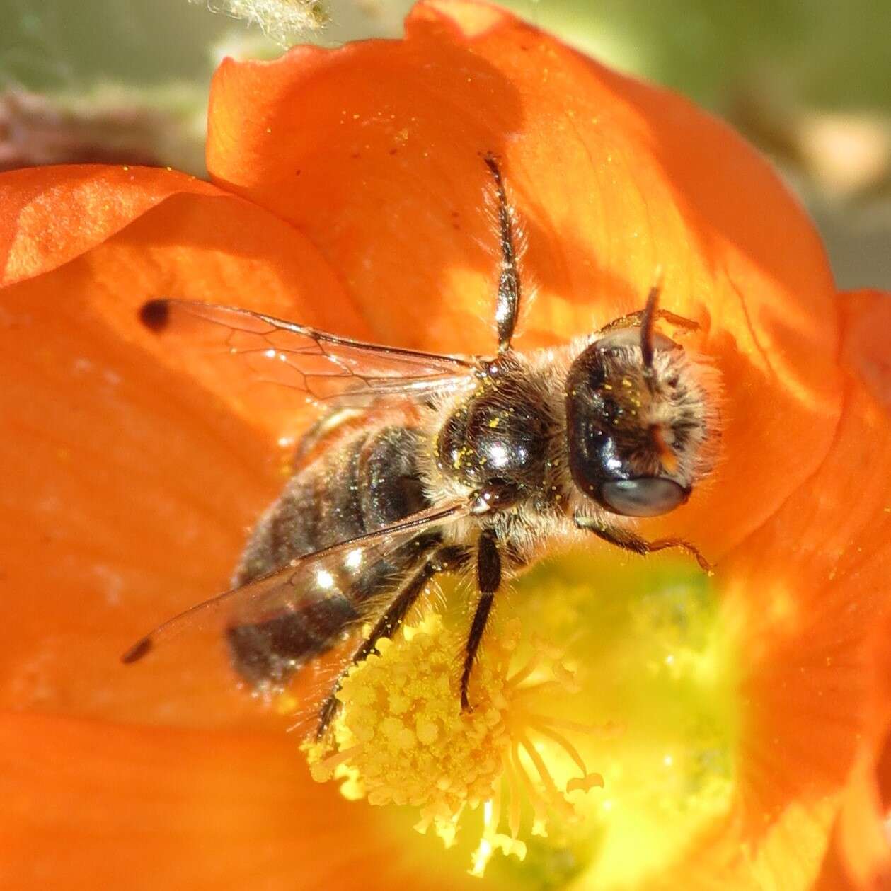 Image of Calliopsis subalpina Cockerell 1894