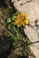 Image de Doronicum glaciale subsp. calcareum (Vierh.) Hegi