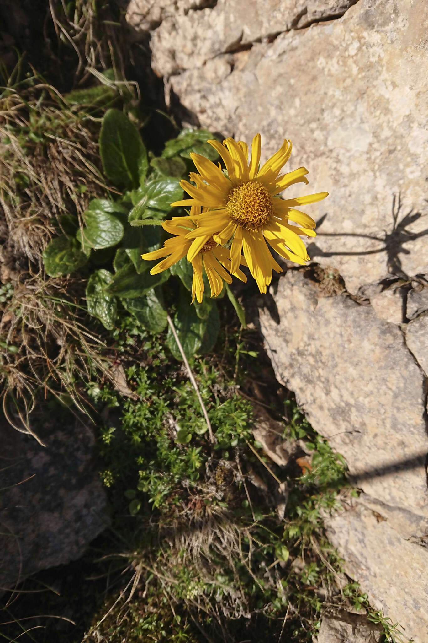 Image de Doronicum glaciale subsp. calcareum (Vierh.) Hegi