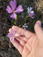 Plancia ëd Clarkia biloba (Dur.) A. Nels. & J. F. Macbr.