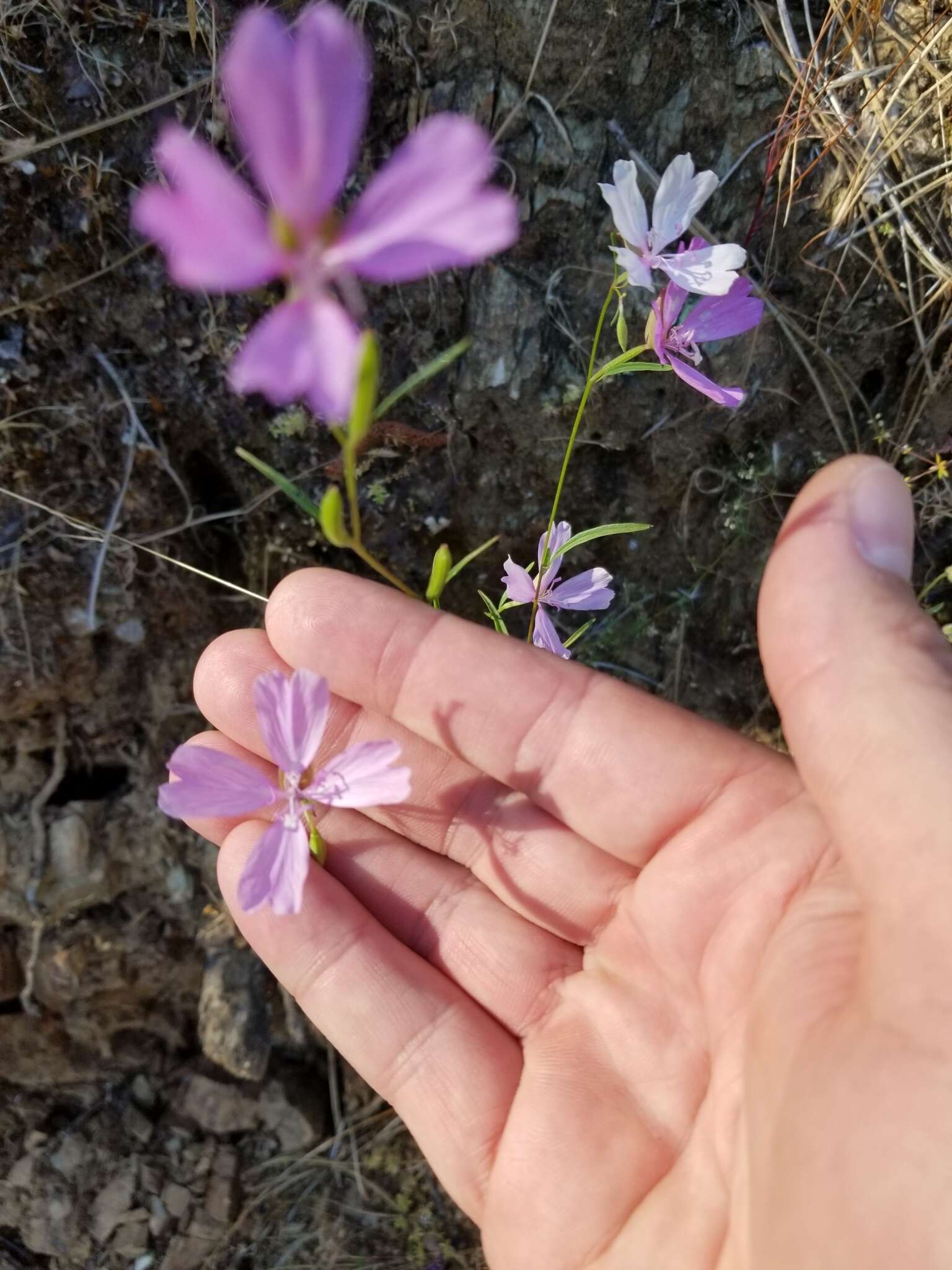 Plancia ëd Clarkia biloba (Dur.) A. Nels. & J. F. Macbr.