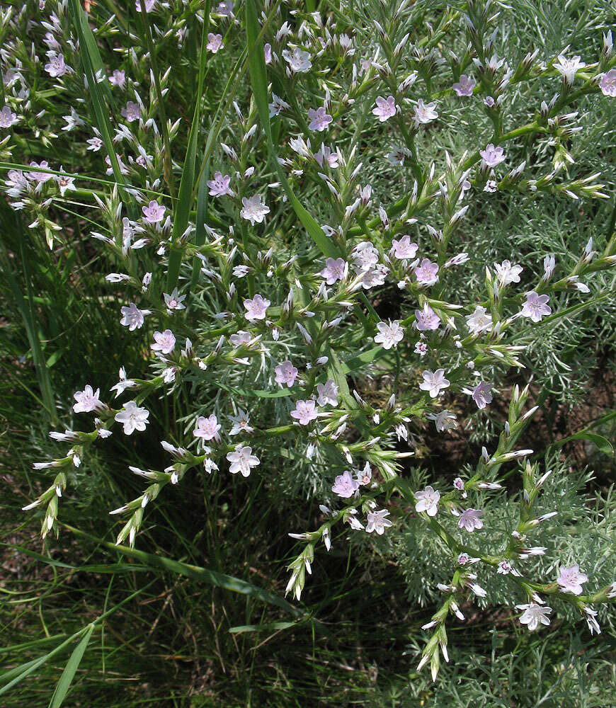 Image de Goniolimon tataricum (L.) Boiss.