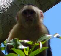 Image of white-faced capuchin