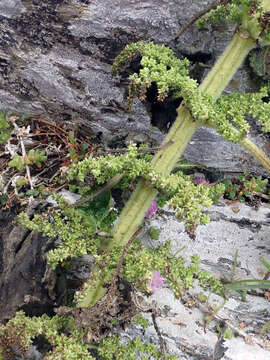 Image of Urtica australis Hook. fil.