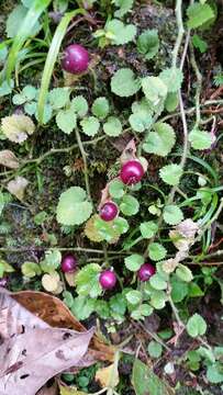 Imagem de Lobelia nummularia Lam.