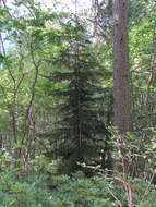 Image of Caucasian Spruce