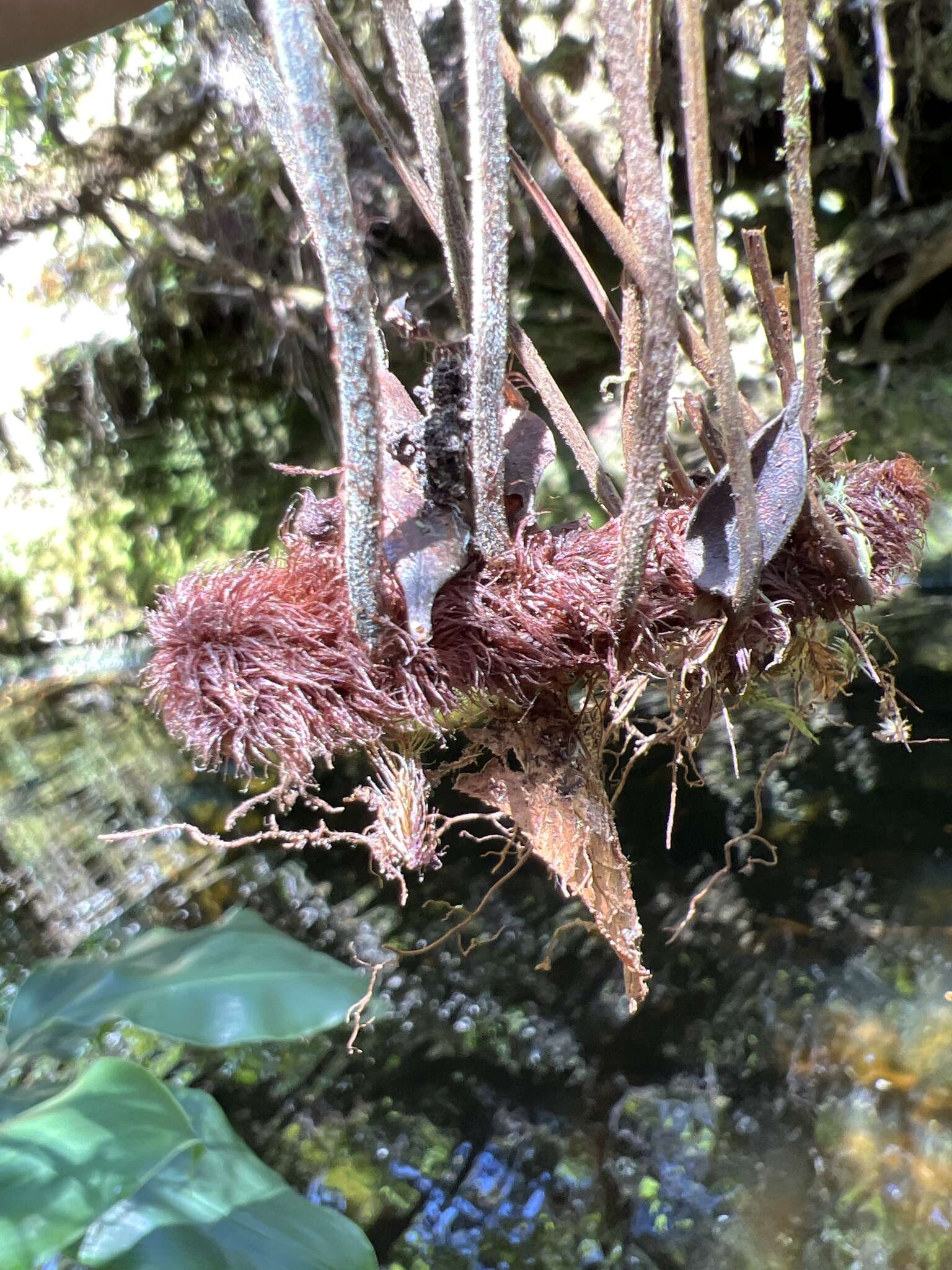 Image of Forest Spleenwort