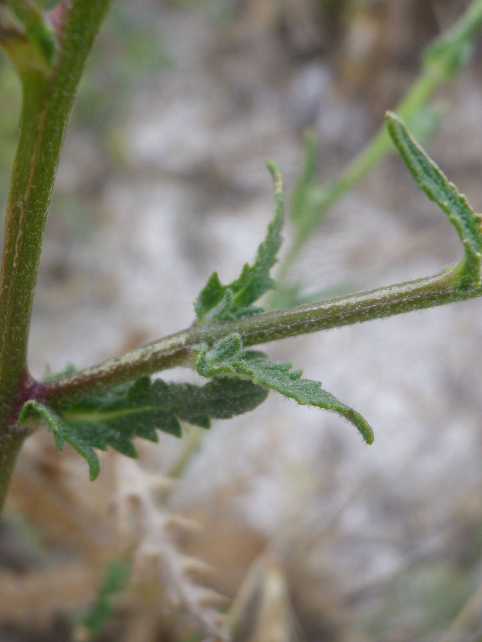 Image of Verbascum pinnatifidum Vahl