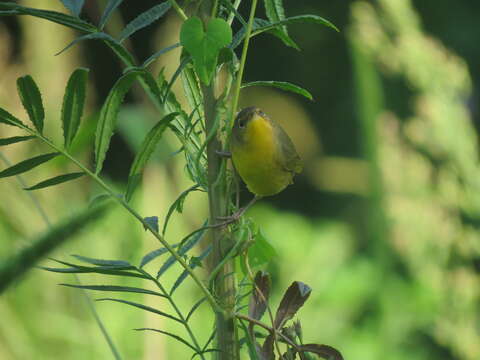 Image of Southern Yellowthroat