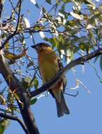 Image of Black-headed Grosbeak