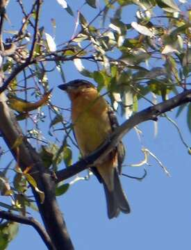 Image of Black-headed Grosbeak