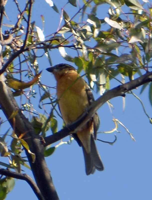 Image of Black-headed Grosbeak