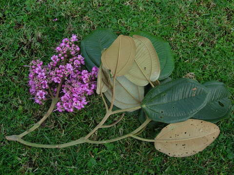 Image of Meriania macrophylla (Benth.) Triana