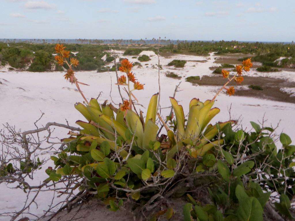 Image de Aechmea aquilega (Salisb.) Griseb.