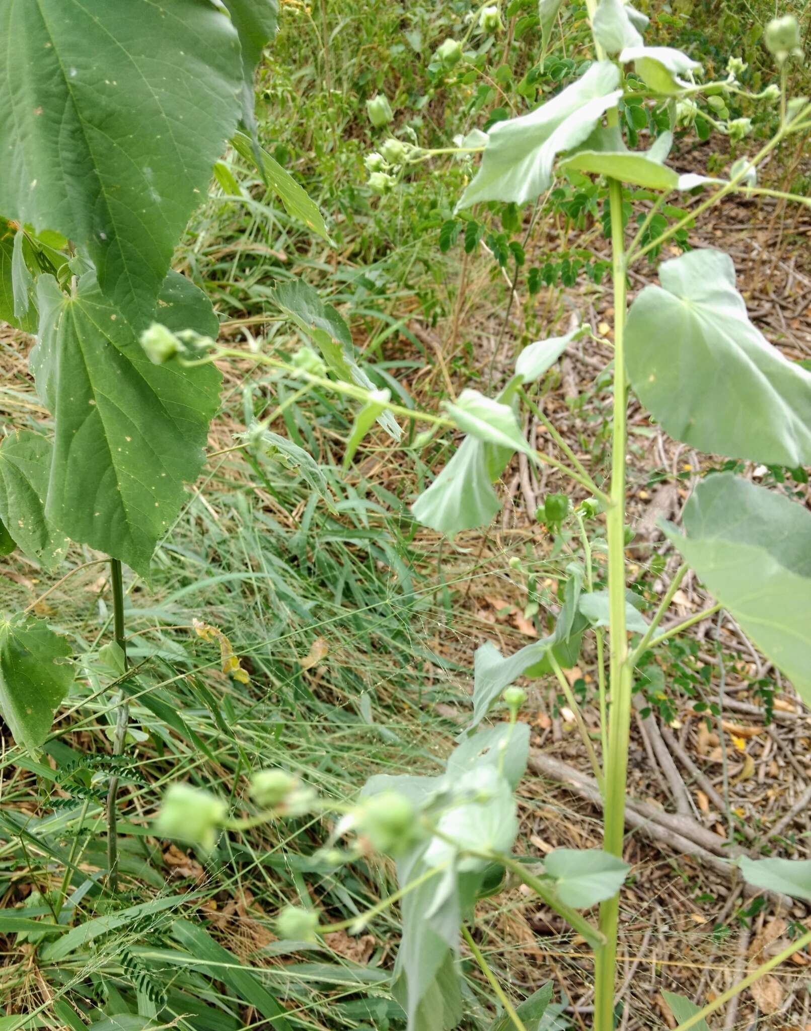 Image of anglestem Indian mallow