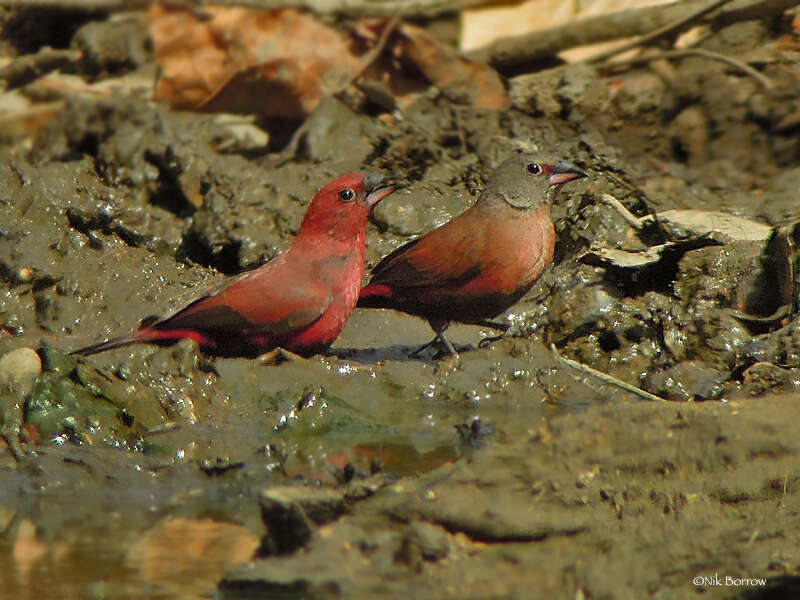 Image of Black-bellied Firefinch