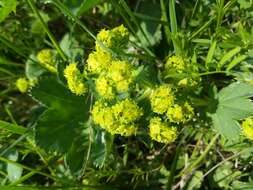 Image of Alchemilla plicata Buser