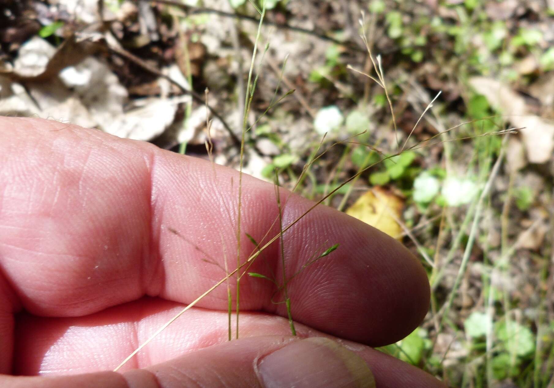 Image of Poa imbecilla Biehler