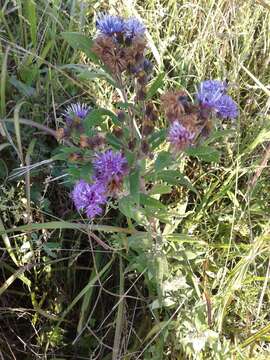 Image of Baldwin's ironweed