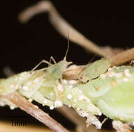 Image of Aphid