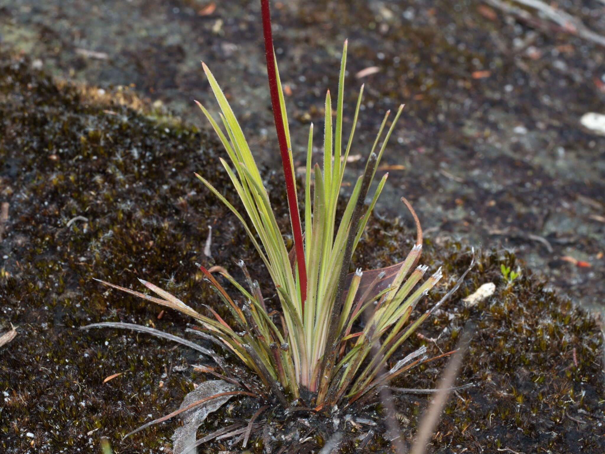 Image of Stylidium graminifolium Sw. ex Willd.