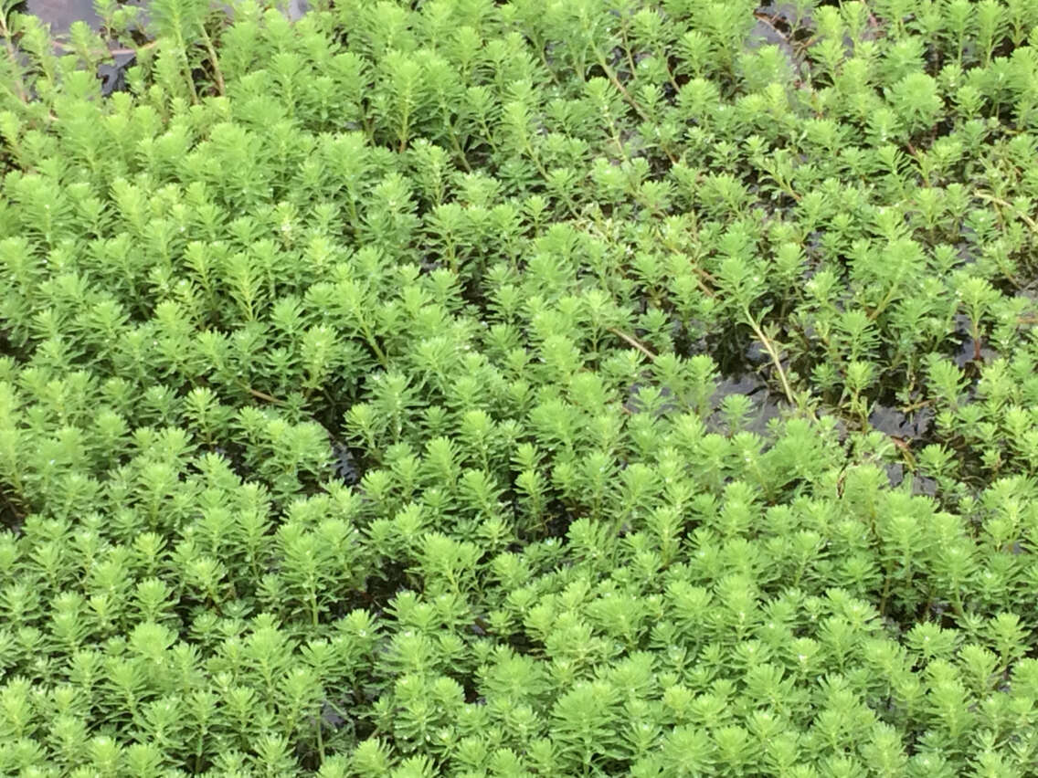 Image of parrot feather watermilfoil