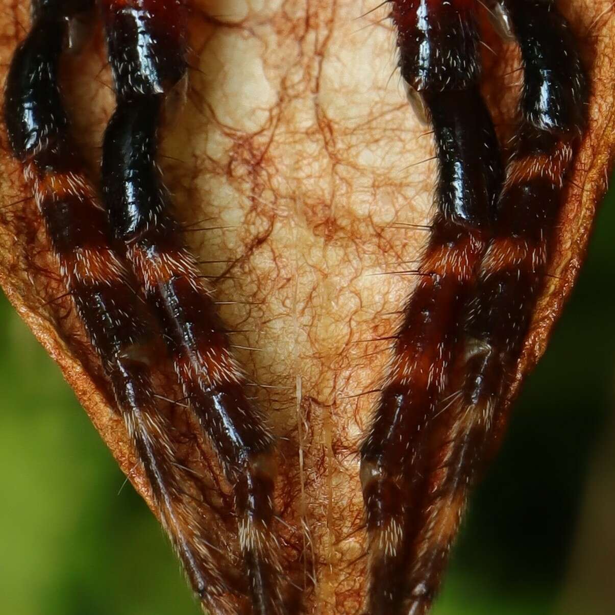 Image of Red Tent Spider