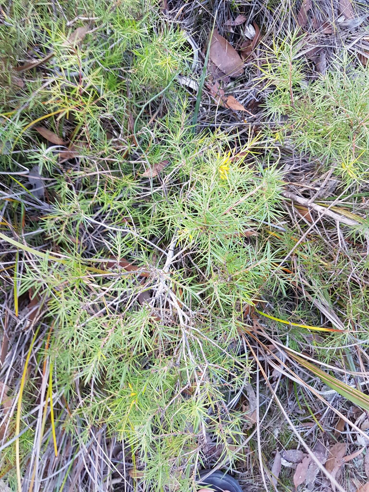 Imagem de Persoonia juniperina Labill.