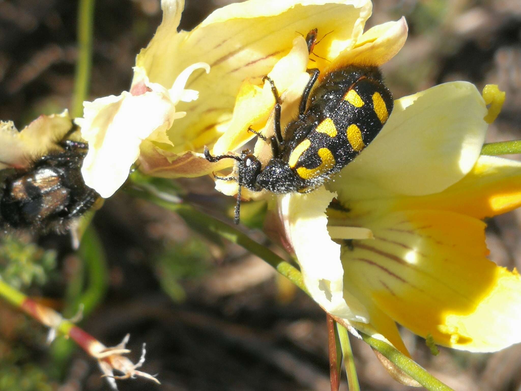 Image of <i>Ceroctis capensis</i>