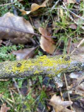 Image of eggyolk lichen