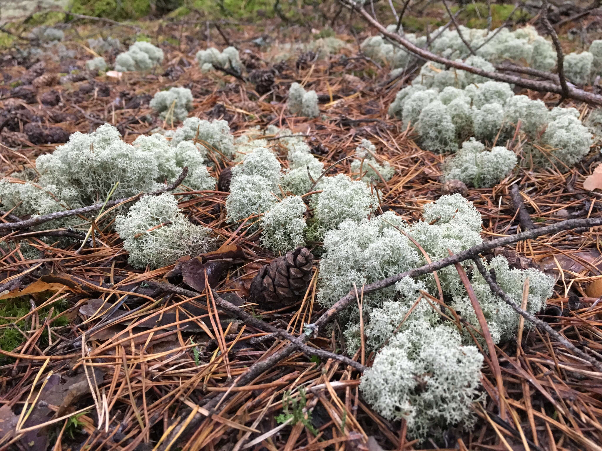 Image of star reindeer lichen