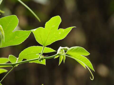 Imagem de Passiflora ampullacea Harms