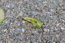 Image of Boxwood leafminer