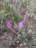 Image of purple locoweed