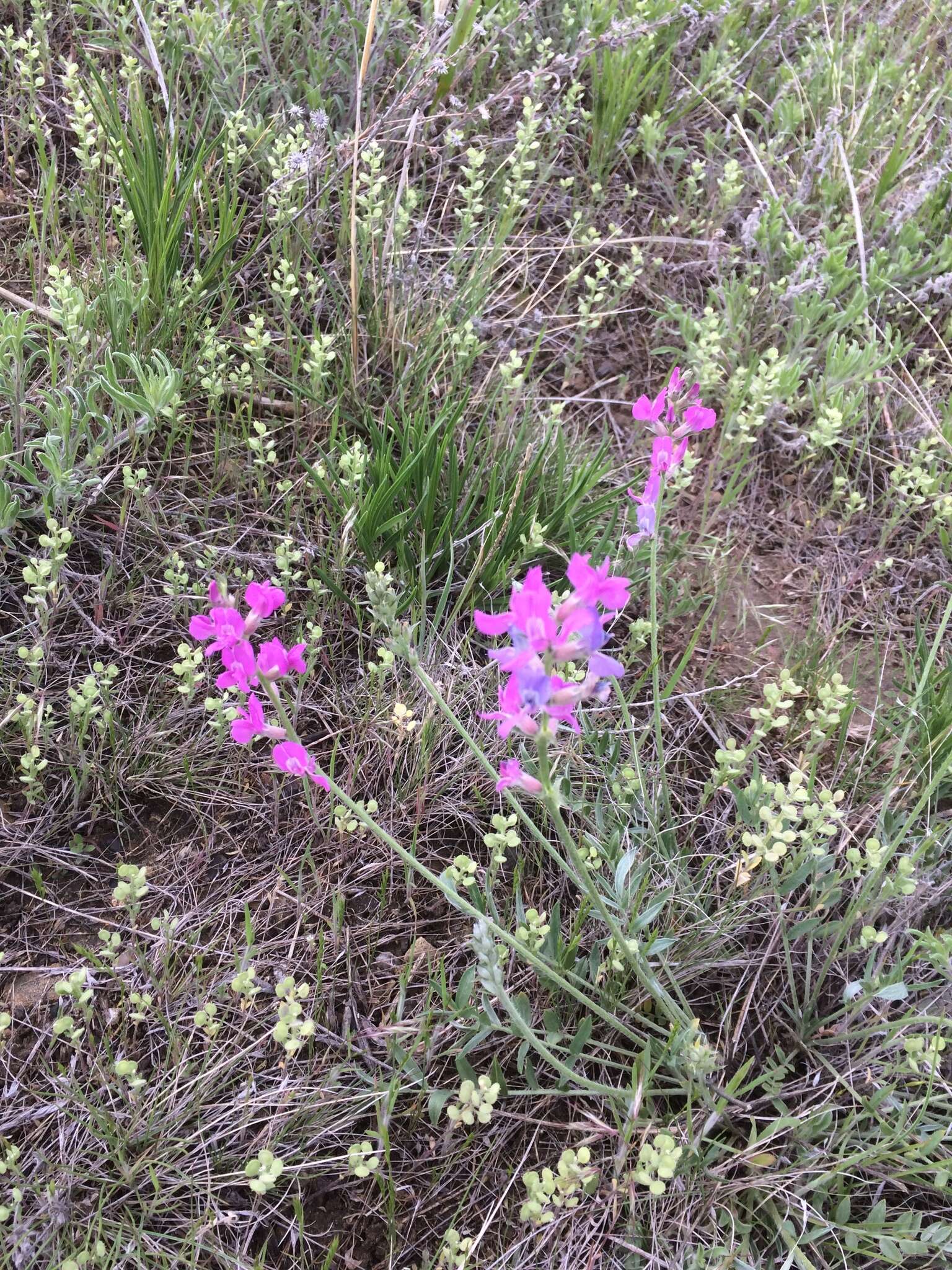 Oxytropis lambertii var. bigelovii A. Gray resmi